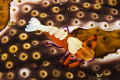   Emperor Shrimp sea cucumber  